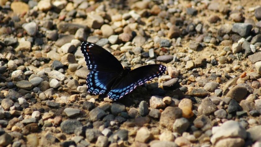 Susan Ernst - Best-selling Author - Why I Write Childrens Stories