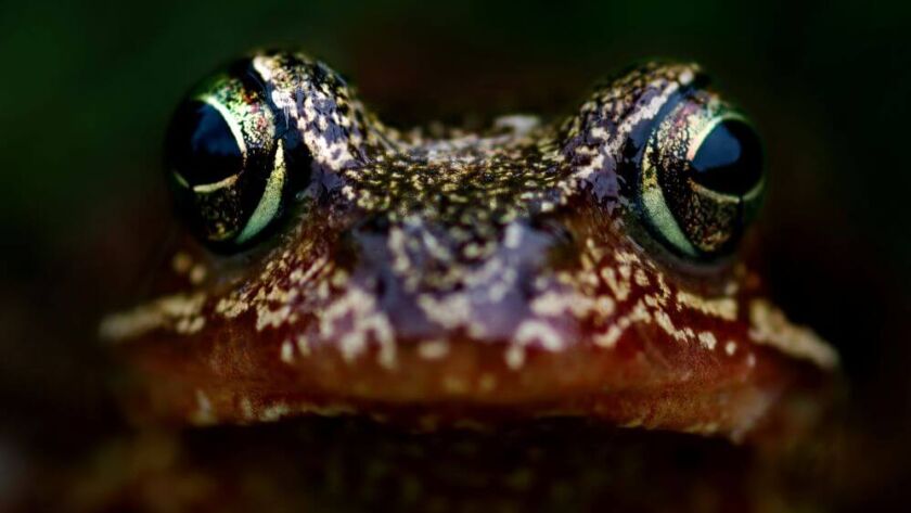 Susan Ernst - Best Selling Author - Playing in the Dirt, a Healing Modality!